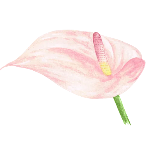 Anthurium.png