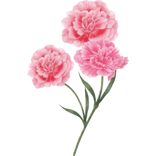 Carnation.png