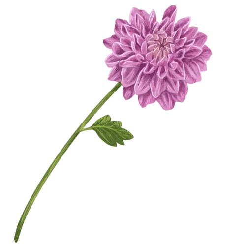 Chrysanthemum.png