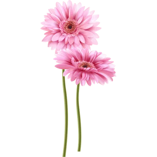 Gerbera.png