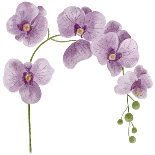 Orchids.png