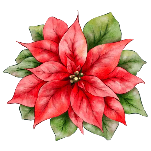 Poinsettia.png